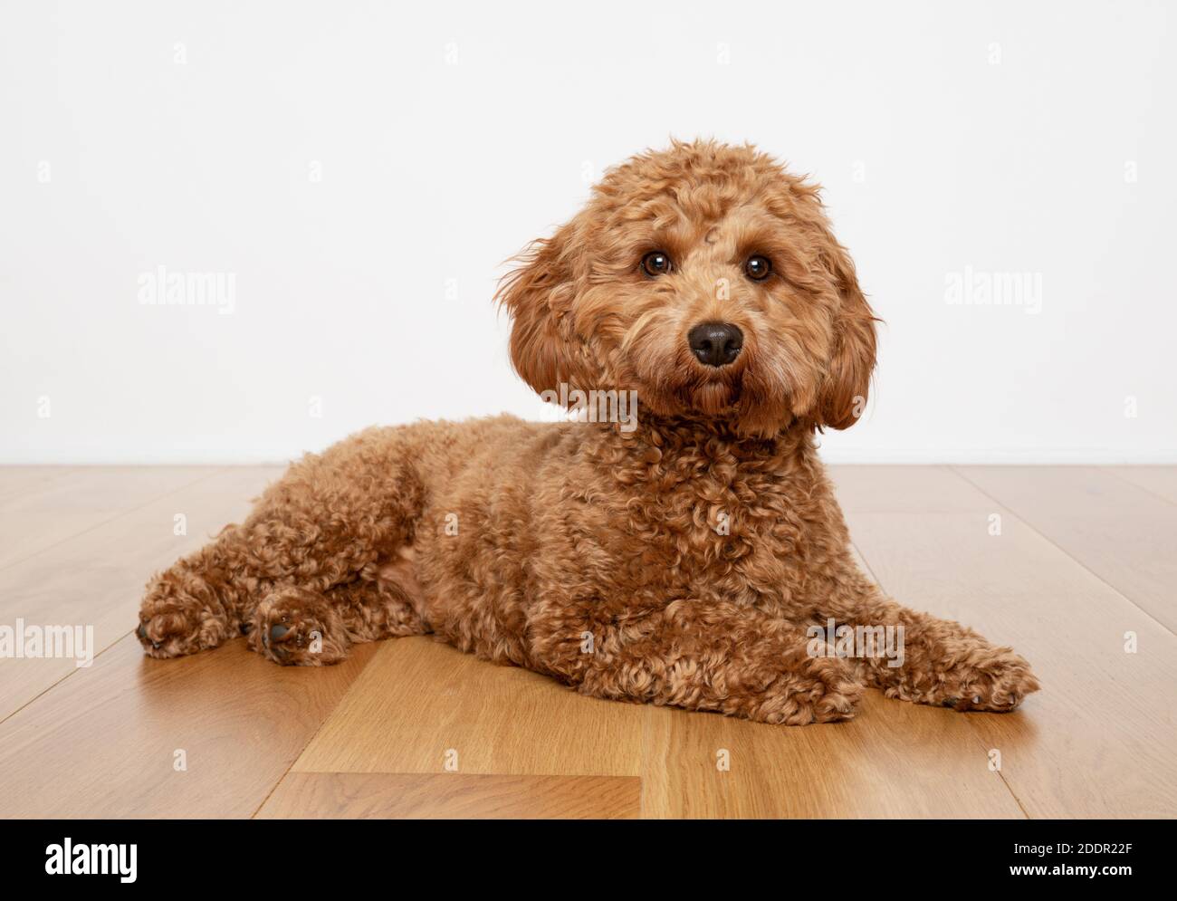 Cavapoo Hund liegt auf einem Holzboden mit weißem Hintergrund. Stockfoto