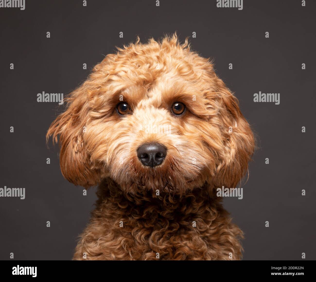 Cavapoo Hund schaut direkt zur Kamera vor einem schlichten grauen Hintergrund. Stockfoto