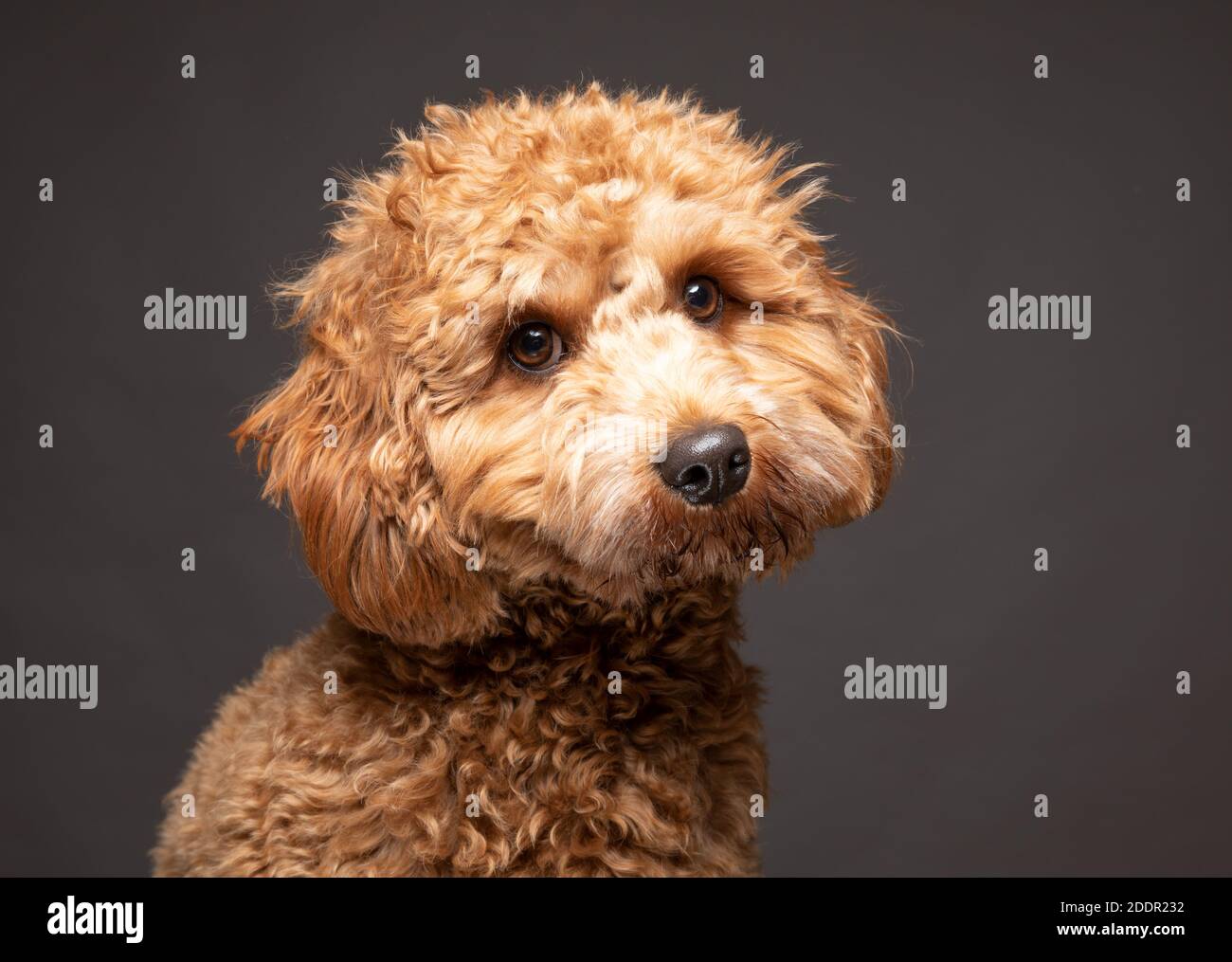Cavapoo Hund sieht traurig vor einem schlichten grauen Hintergrund. Stockfoto