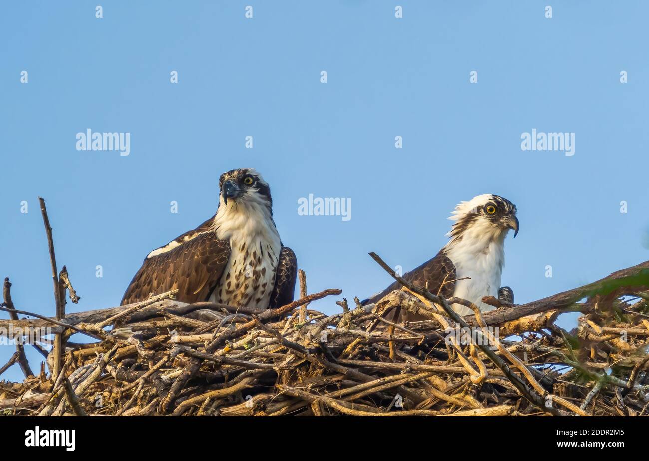 Ein Paar Ospreys in einem Nest aganist einen blauen Himmel Auf Sanibel Island im Südwesten Floridas in den Umited Staaten Stockfoto
