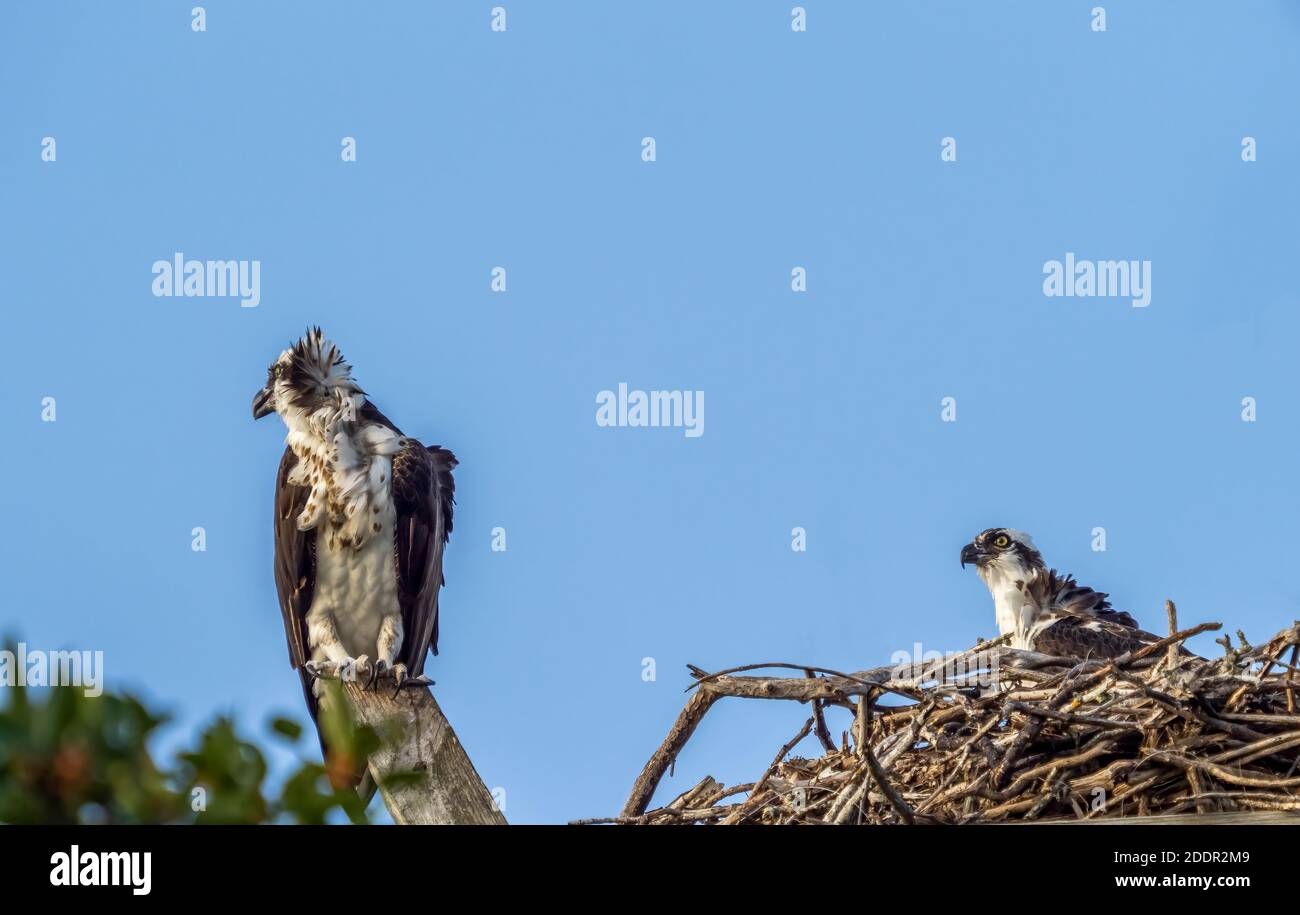 Ein Paar Ospreys in einem Nest aganist einen blauen Himmel Auf Sanibel Island im Südwesten Floridas in den Umited Staaten Stockfoto