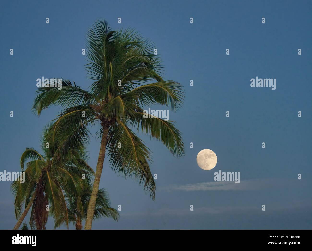 Vollmond hinter Palmen auf Sanibel Island im Südwesten Florida in den Vereinigten Staaten Stockfoto