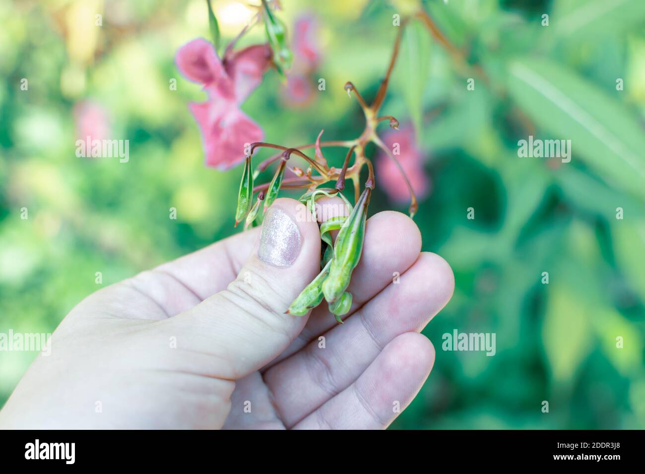 Himalaya Balsam in der Hand Nahaufnahme. Polizist Helmet Pflanze, Bobby Tops, invasive asiatische Pflanzenarten Stockfoto