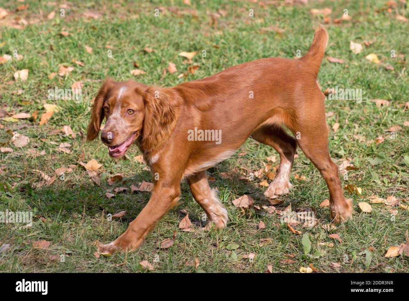 Süßes russisches Spaniel läuft im Herbstpark. Haustiere. Reinrassig. Stockfoto