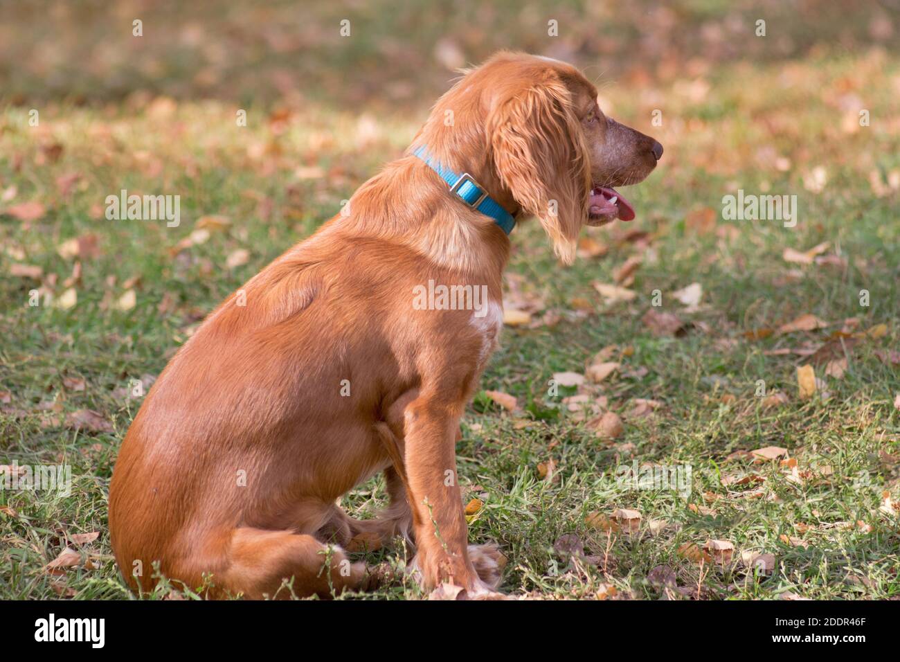 Süßer russischer Spaniel sitzt auf einem Herbstlaub im Park. Haustiere. Reinrassig. Stockfoto