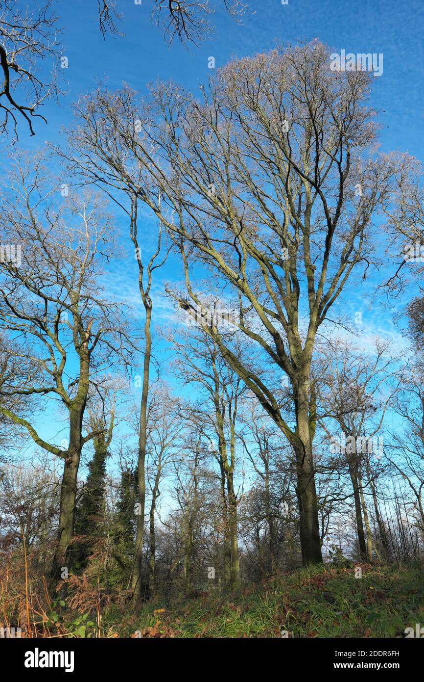 Aconbury Wood in Herefordshire UK - Nov 2020 Bergwälder im Besitz des Herzogtums Cornwall sind für die Öffentlichkeit zugänglich.in der Nähe des Dorfes Kingsthorne. Stockfoto