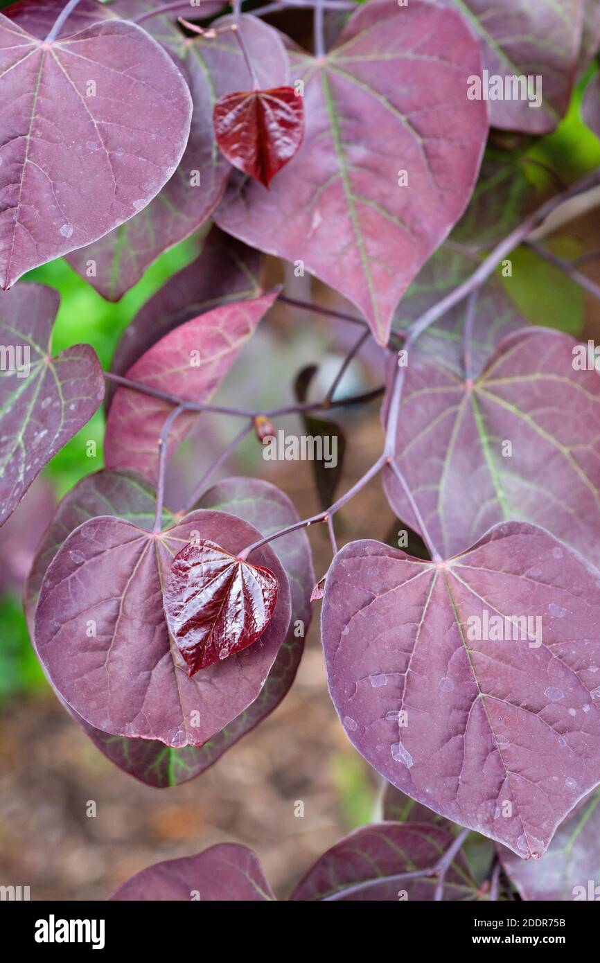 Bunt gefärbte kastanienbraune Blätter von Cercis canadensis 'Ruby Falls'. Redbud 'Ruby Falls'. Eastern Redbud Ruby Falls Stockfoto