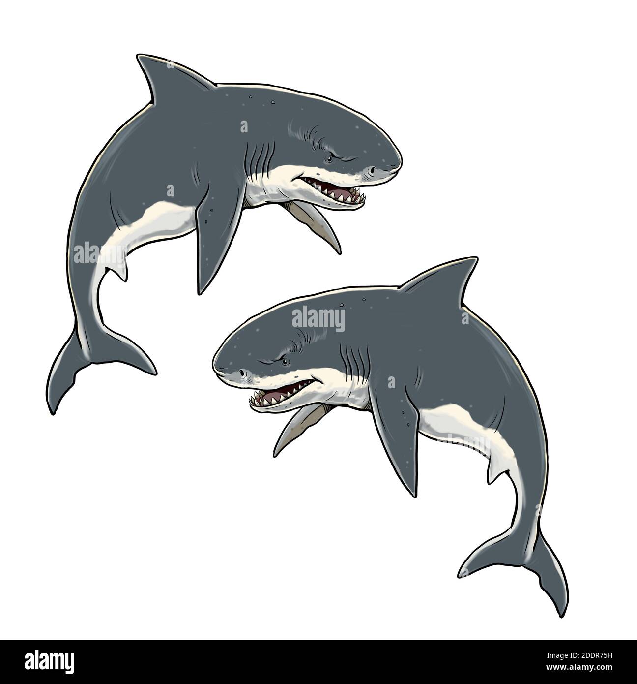 Megalodon zahn Ausgeschnittene Stockfotos und -bilder - Alamy