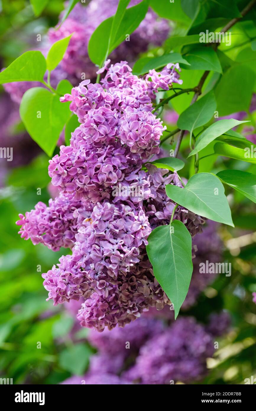 Duftende lila Blüten der gemeinsamen Lilac, Französisch Lilac 'DR Charles Jacobs“. Syringa vulgaris Stockfoto