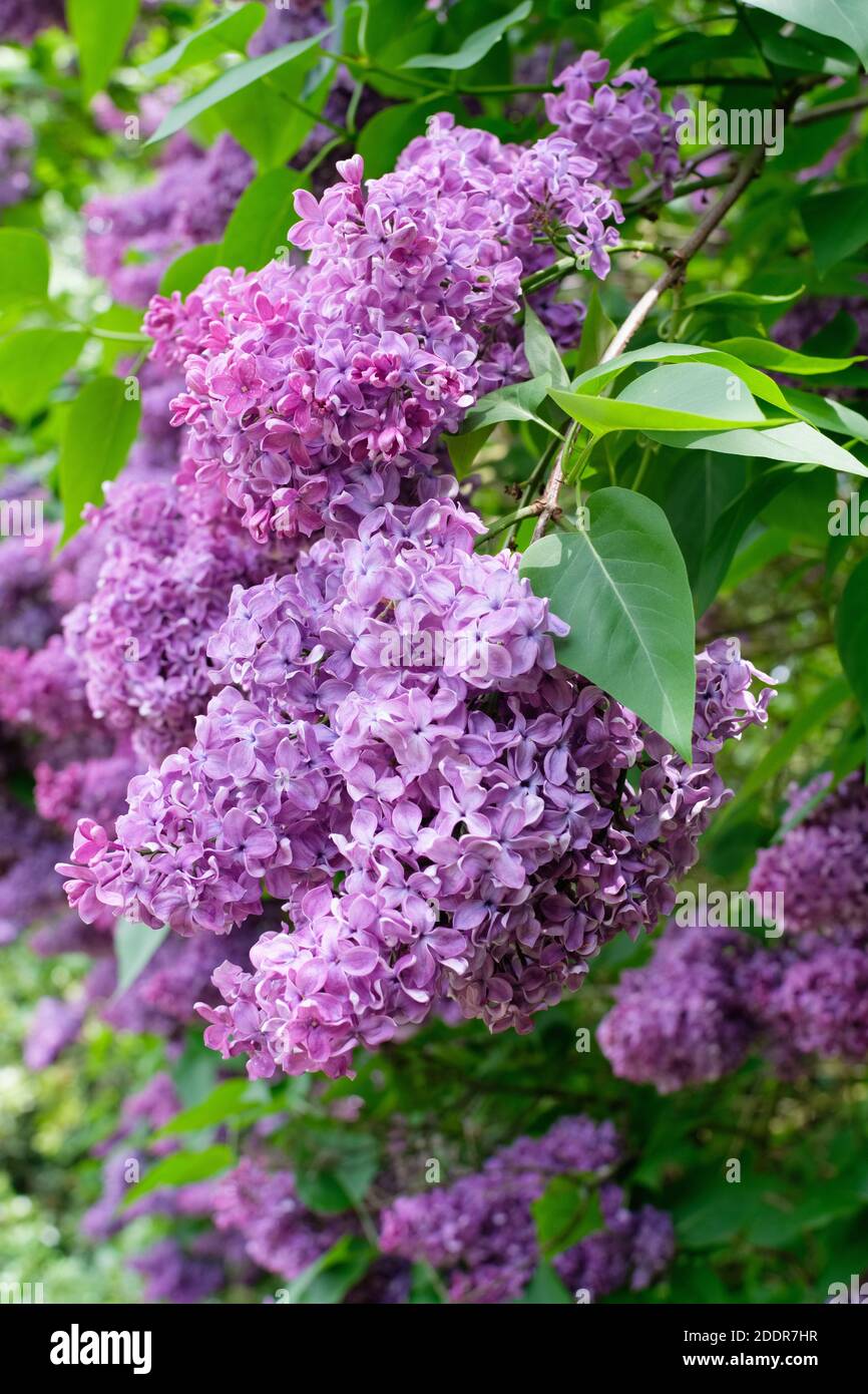 Duftende lila Blüten der gemeinsamen Lilac, Französisch Lilac 'DR Charles Jacobs“. Syringa vulgaris Stockfoto