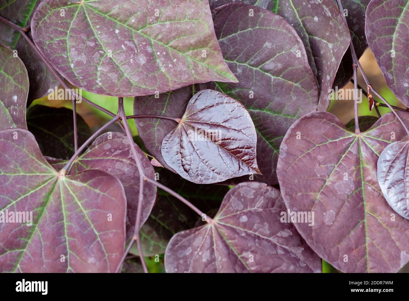 Bunt gefärbte kastanienbraune Blätter von Cercis canadensis 'Ruby Falls'. Redbud 'Ruby Falls'. Eastern Redbud Ruby Falls Stockfoto