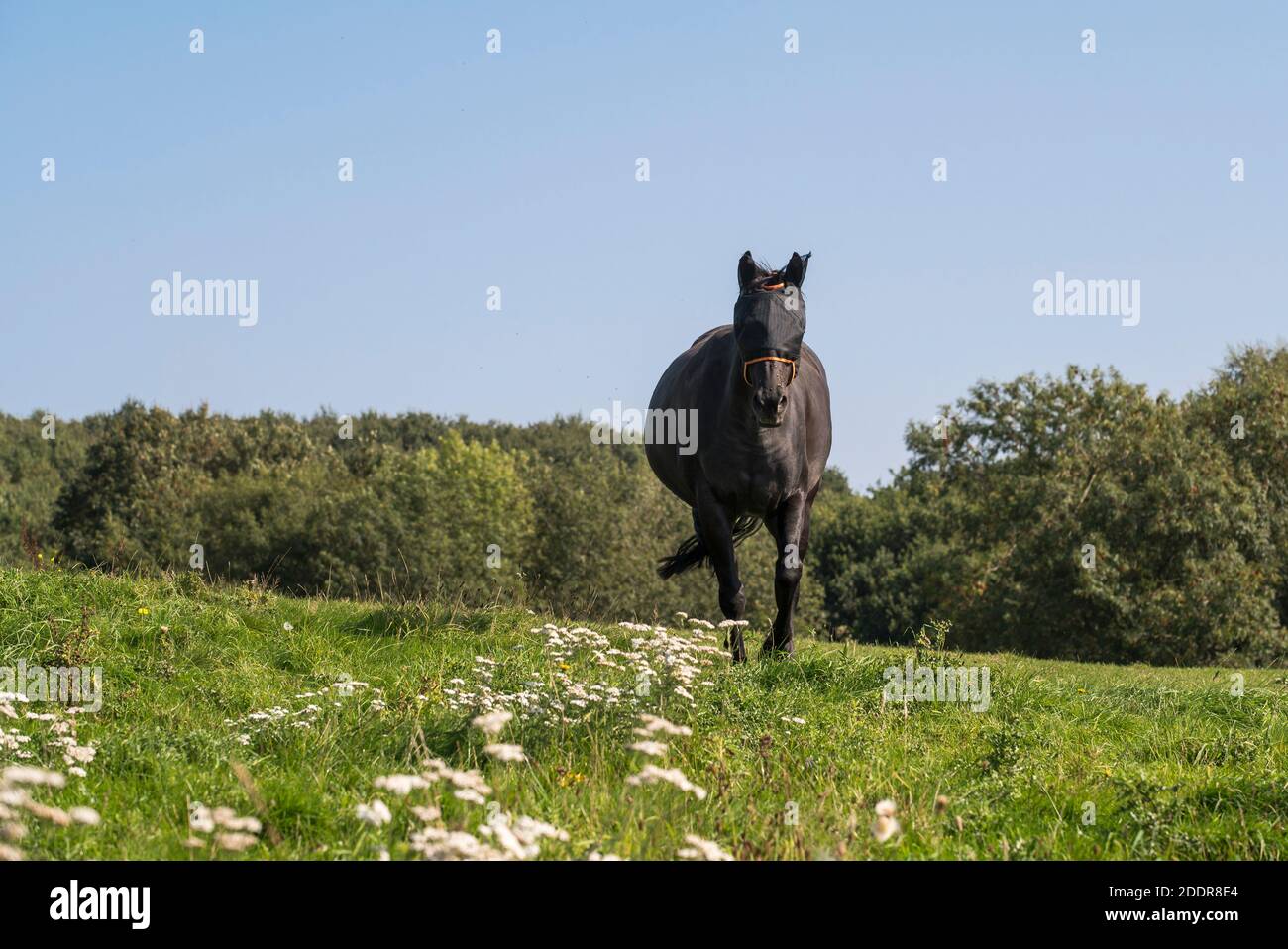 Pferd trägt eine Fliegenmaske auf einem Feld in der englischen Landschaft. Stockfoto