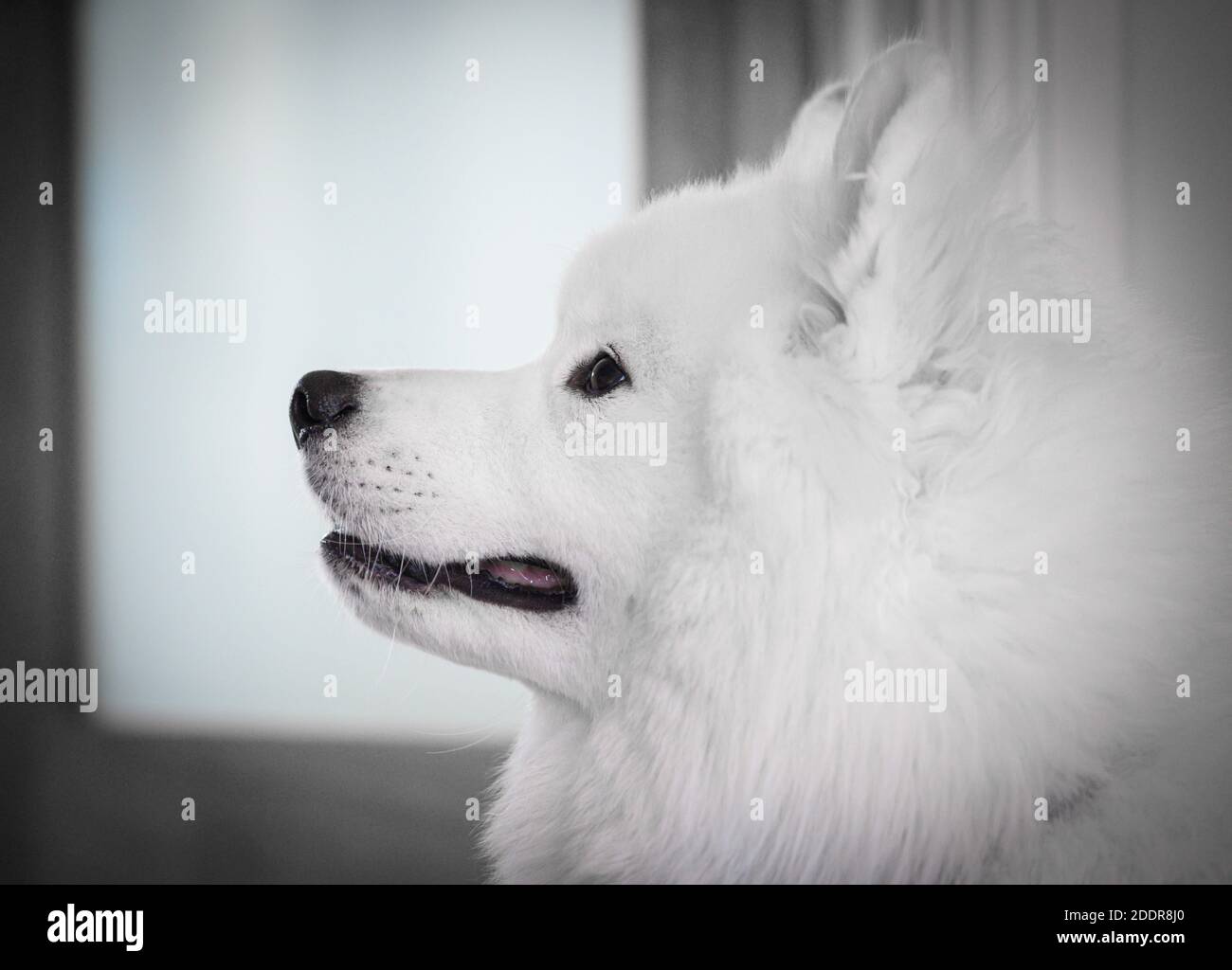 Porträt von schönen weißen Samoyed Hund. Stockfoto