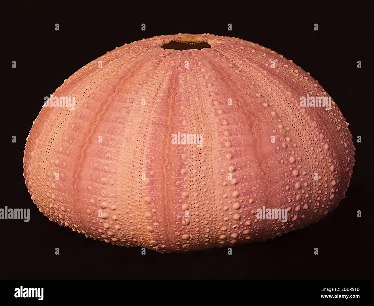 Orange rosa getrocknete Seeigel Schale, oder Test. Stockfoto