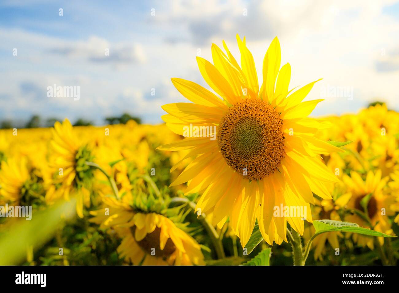 Nahaufnahme einer leuchtend gelben Sonnenblume in Blüte. Stockfoto