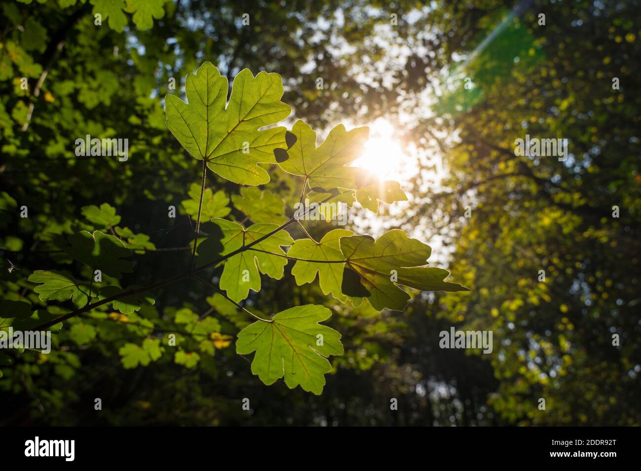 Die Sonne scheint durch die Blätter im Wald in England. Stockfoto