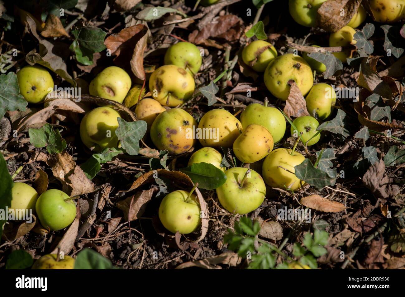 Windfall Äpfel liegen auf dem Boden in Wäldern in England. Stockfoto