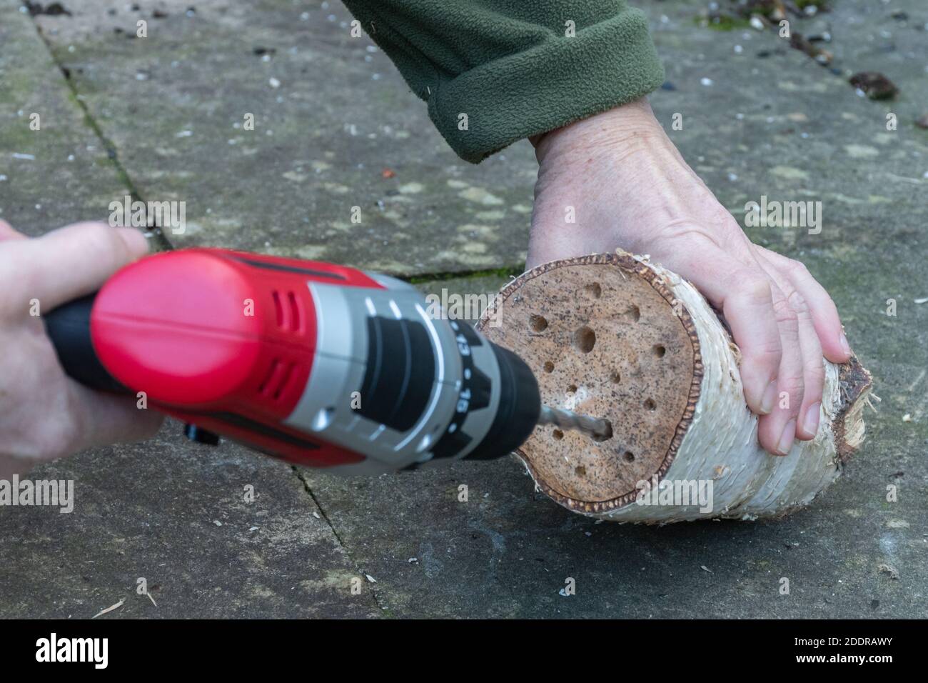 Bohren von Löchern in einem Baumstamm, um ein Bienenhotel, Insektenhaus zu machen Stockfoto