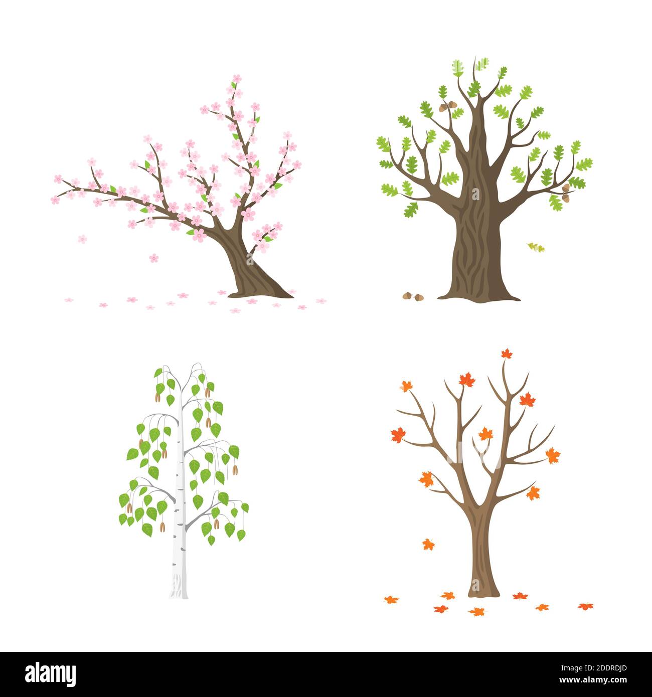 Vektor-Flat-Tree-Set isoliert. Sakura mit Blumen, Silberbirke mit grünen Blättern, Eiche mit grünen Blättern und Eicheln, Ahorn mit orangefarbenen und roten Blättern Stock Vektor