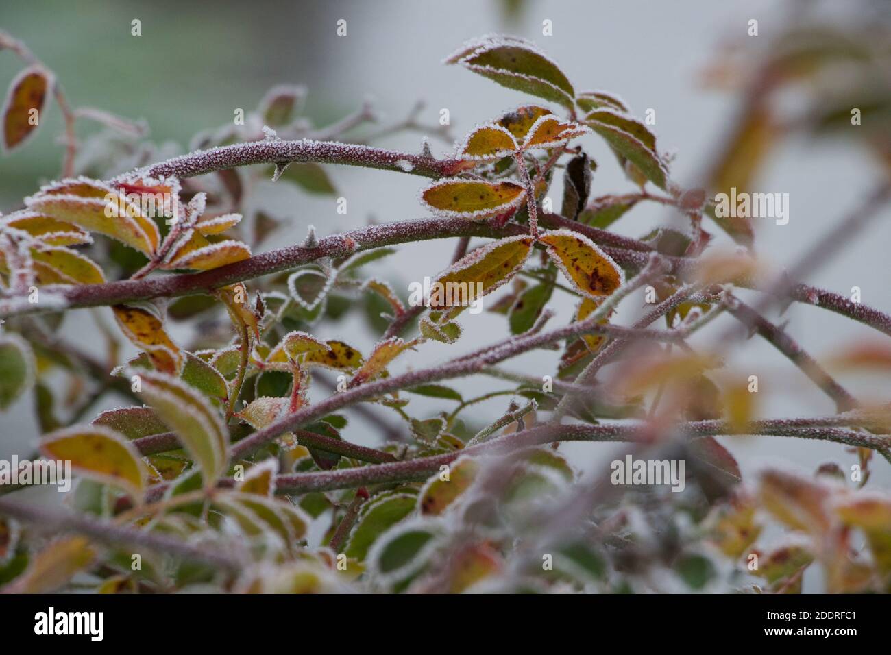 Rosenbusch Blätter in schönen Farben. Eine winterliche Szene auf einem Bauernhof an einem eisigen Morgen. Ruhig und friedlich. Stockfoto