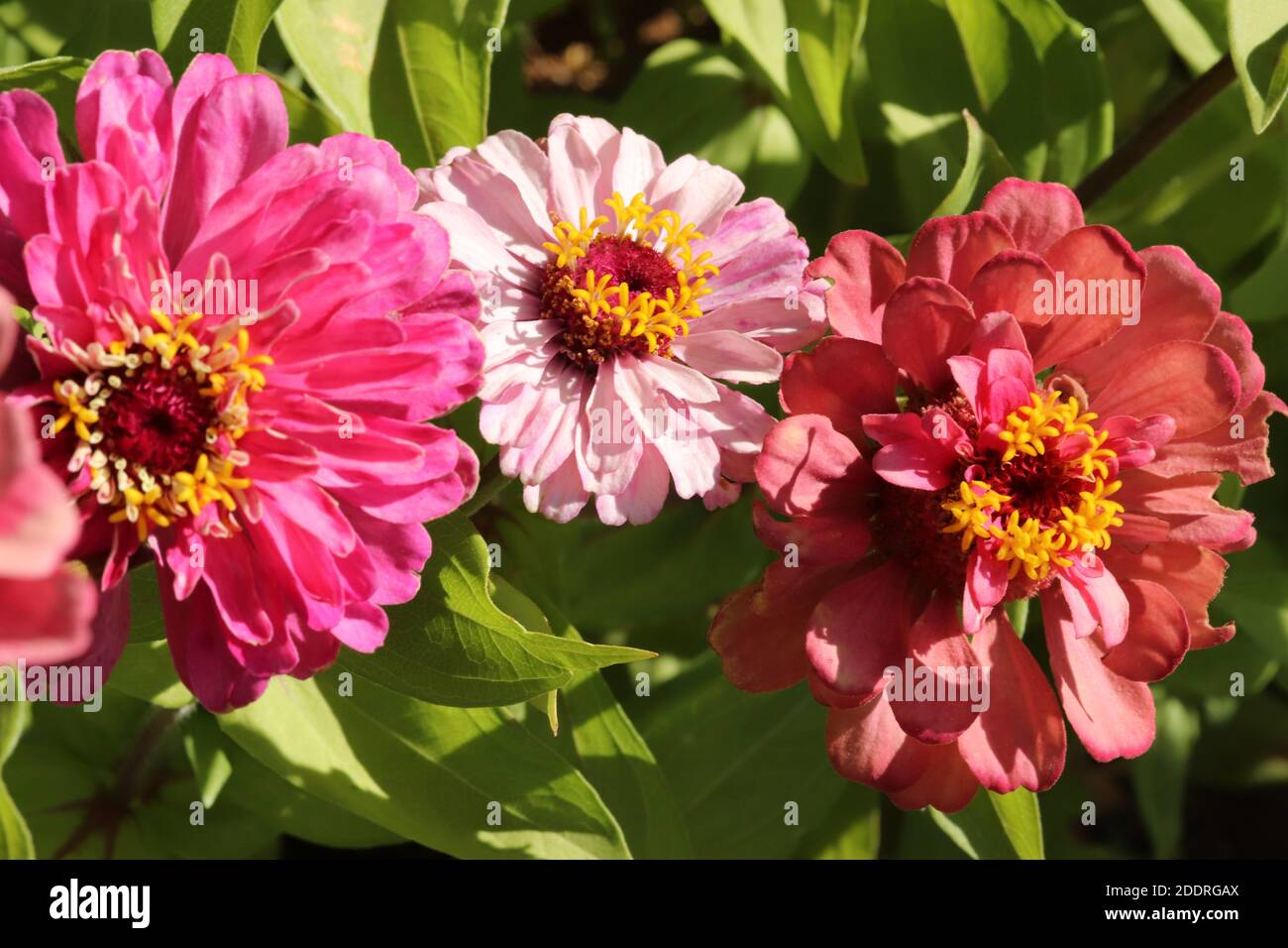 Zinnia Blume im Garten. Blumenhintergrund. Stockfoto