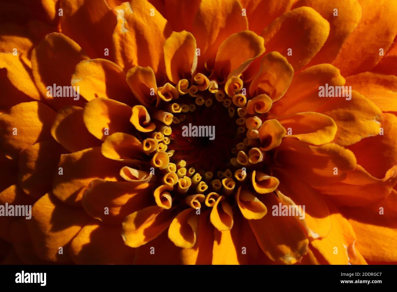 Zinnia Blume im Garten. Blumenhintergrund. Stockfoto
