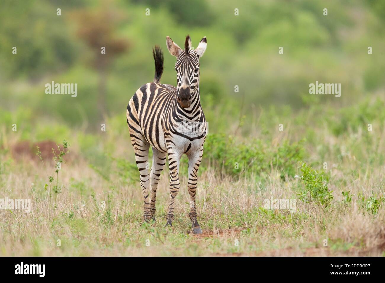 Burchells Zebra (Equus quagga burchellii), jugendlich stehend in der Savannah, Mpumalanga, Südafrika Stockfoto