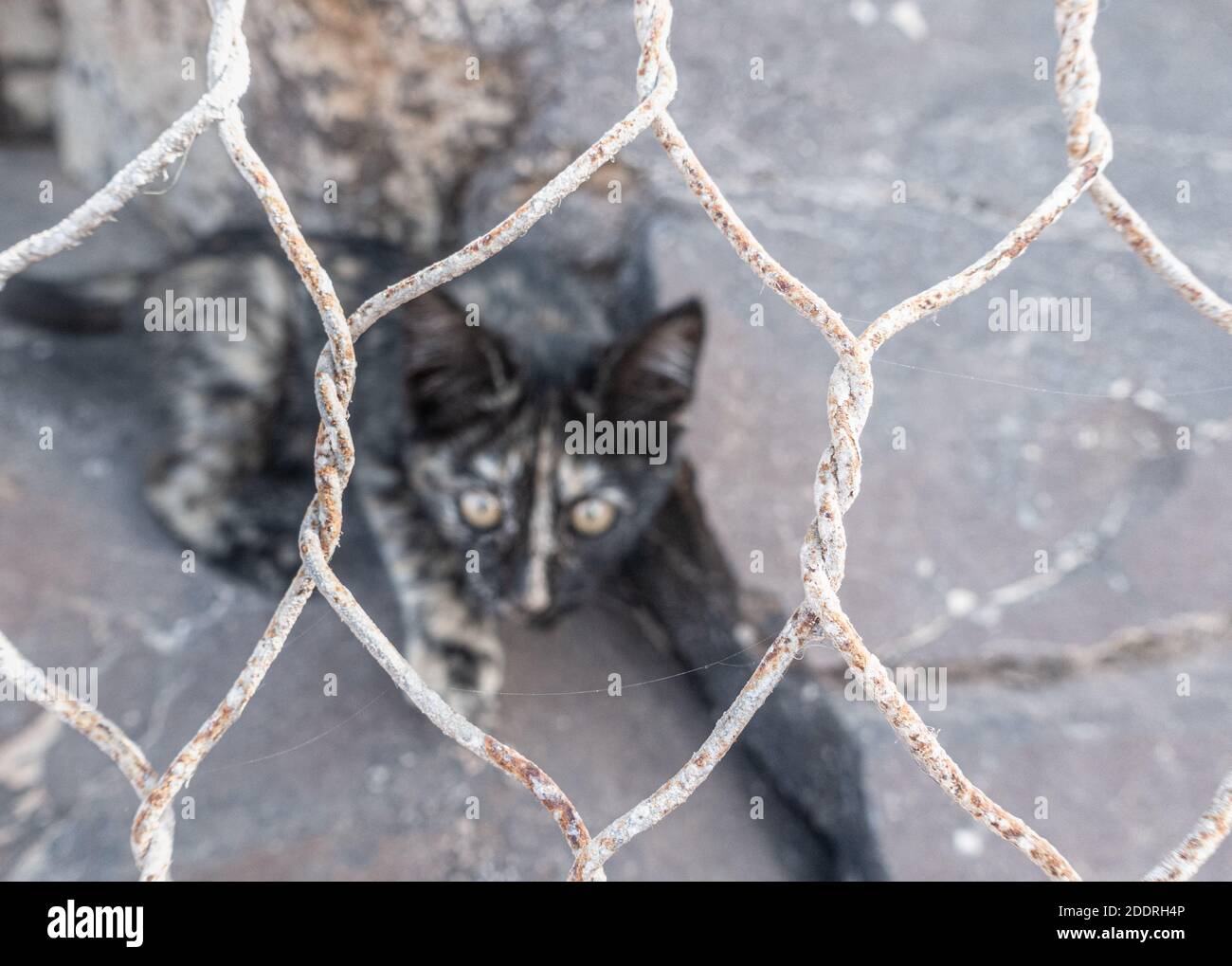 Feral Katze/Kätzchen hinter Drahtzaun. Stockfoto