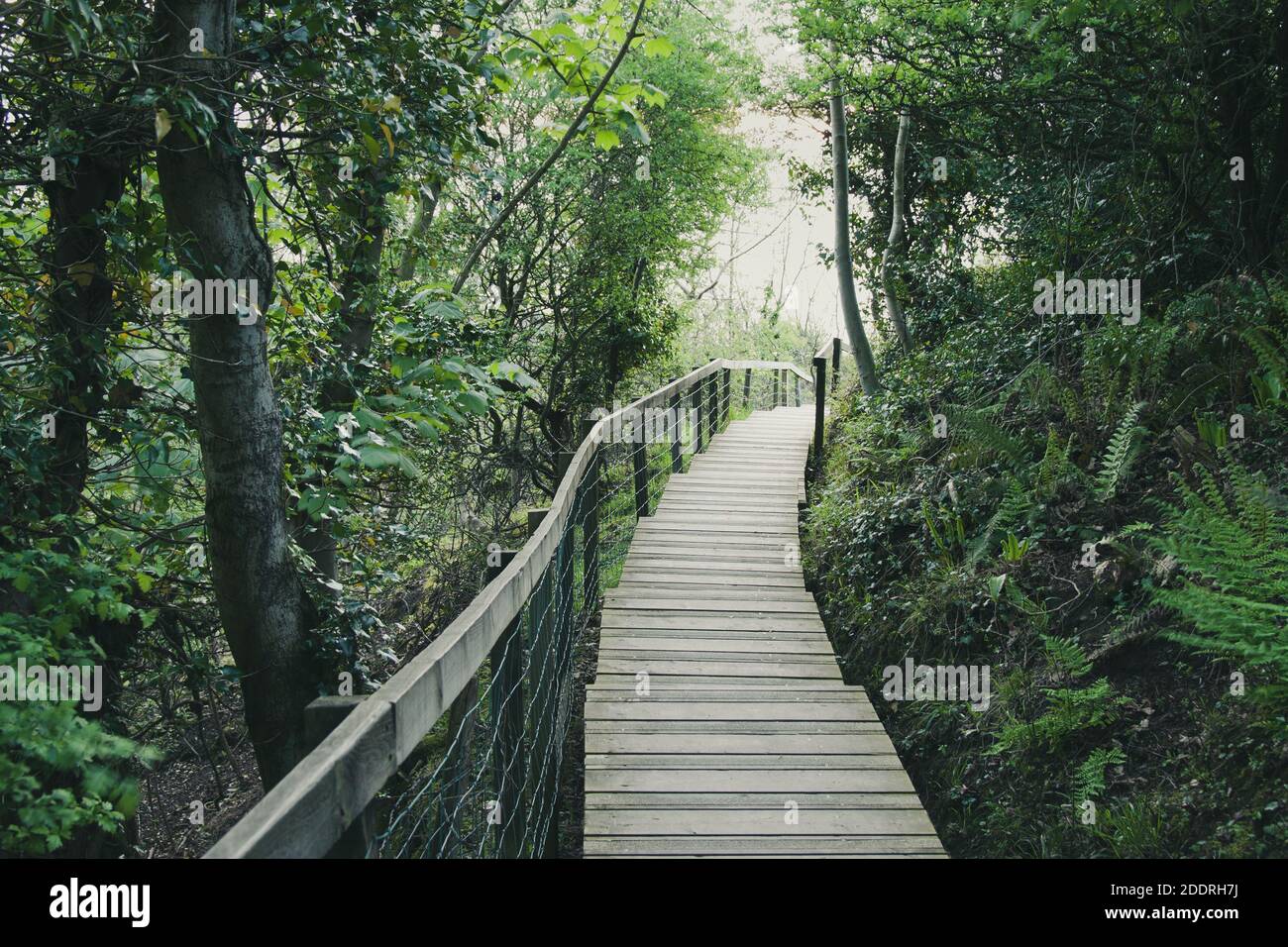 Holzboardwalk Fußweg durch Bäume, Wald. Stockfoto