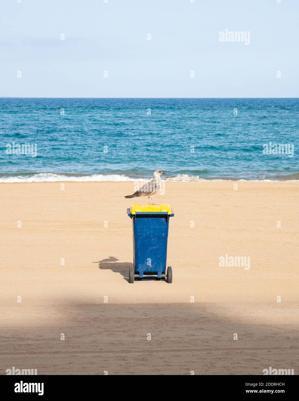 Möwe auf Mülltonne am leeren Strand in Spanien während der Covid, Coronavirus Pandemie Stockfoto