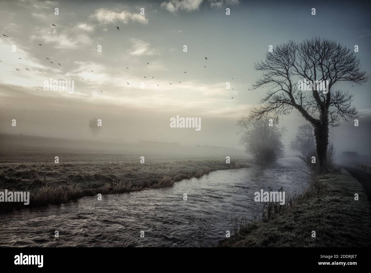 Überwintert früh nebligen Morgen an den Ufern des Flusses Doon in East Ayrshire Schottland Stockfoto