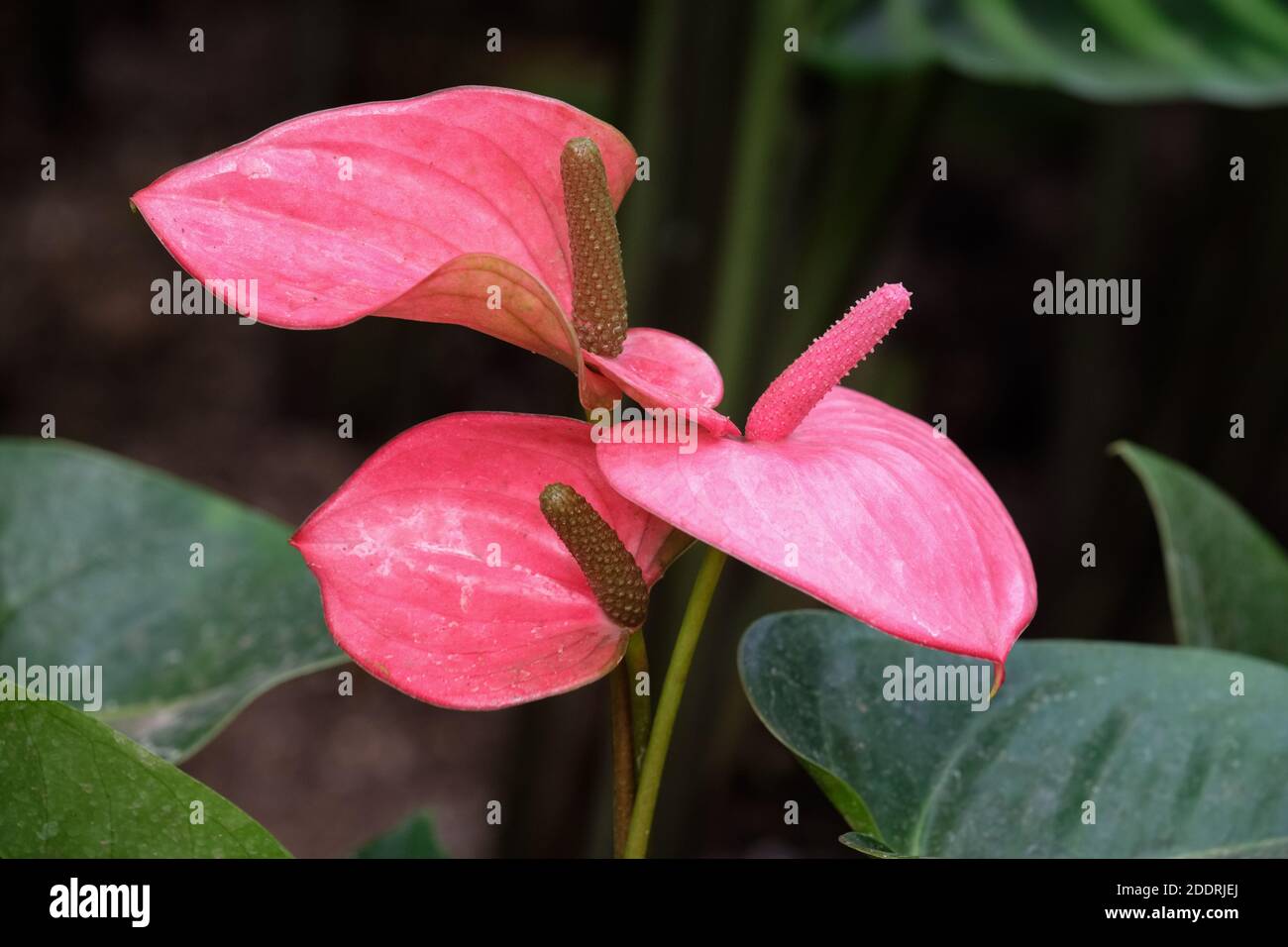 Anthurium 'Pink Champion'. Anthurium 'Antinkeles'. Flamingo Blume 'Antinkeles' / 'Pink Champion'. Schwanzblume 'Pink Champion' / 'Antinkeles' Stockfoto
