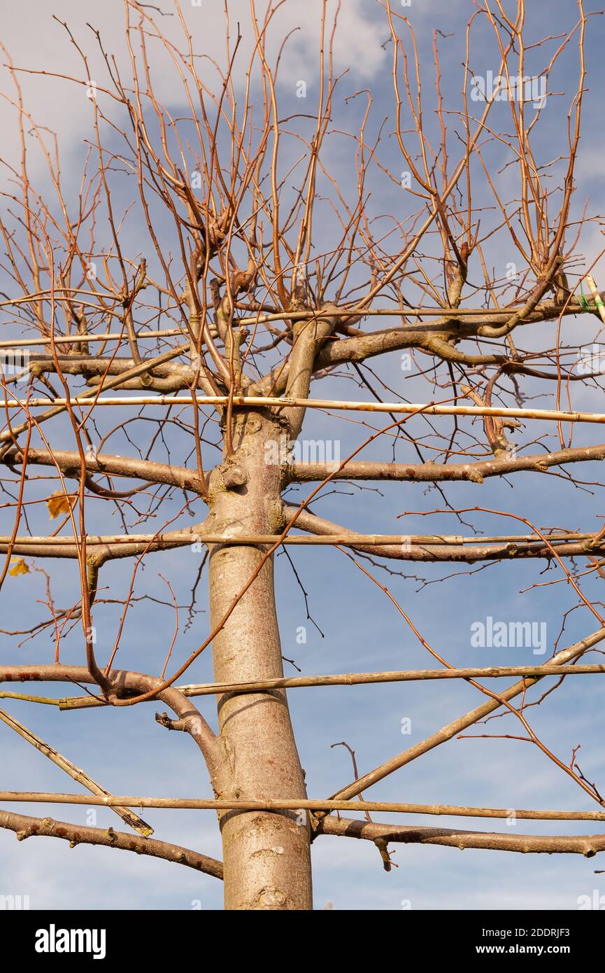 Pleached Bäume auf Bambusrohr Rahmenarbeit trainiert zu etablieren Ausgeprägte Form auf verschiedenen Ebenen für Baldachin Gänge dekorative Effekte Stockfoto