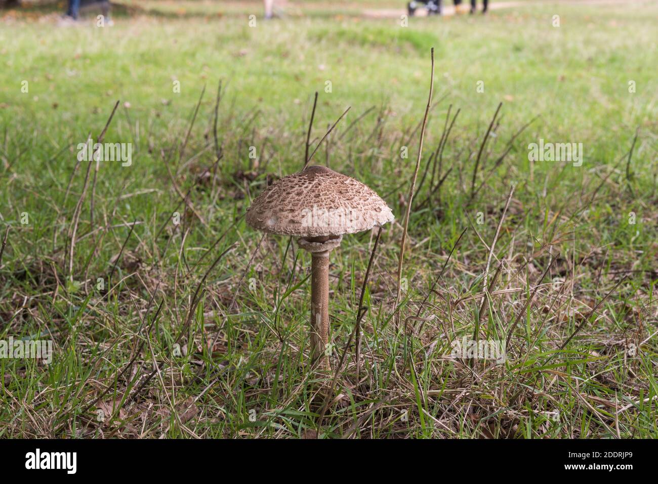Pilz Parasol (Macrolepiota Procera) Stockfoto