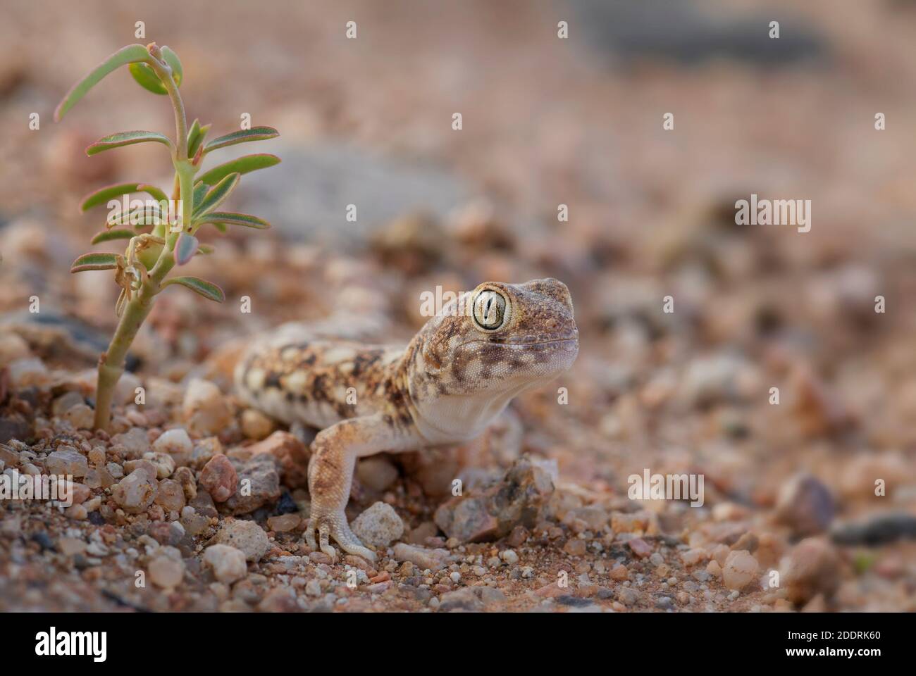 Kochs bellender Gecko - Ptenopus kochi, wunderschöne Eidechse aus der Wüste endemisch in Namibia. Stockfoto