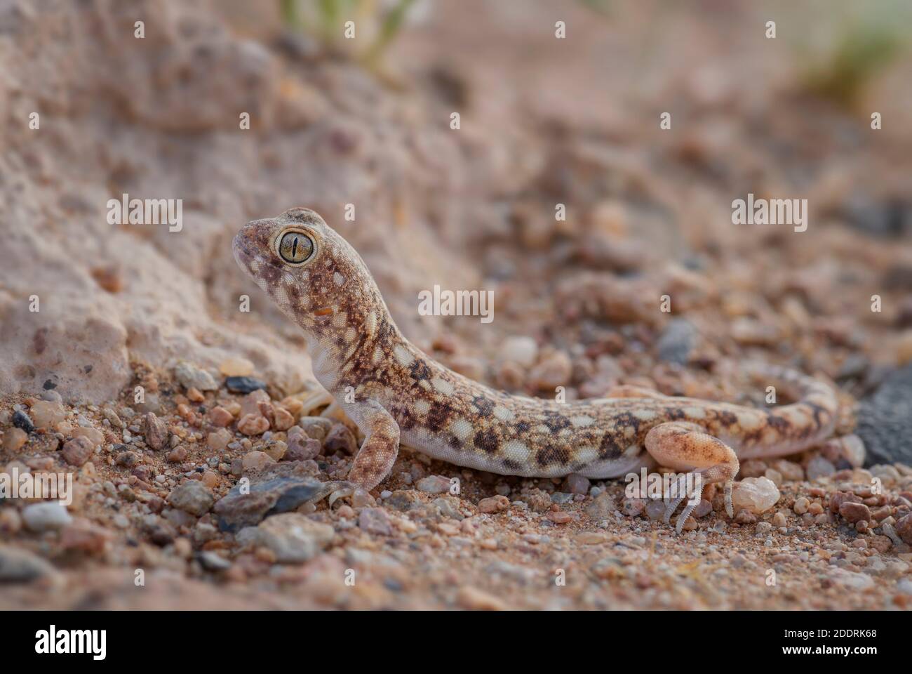 Kochs bellender Gecko - Ptenopus kochi, wunderschöne Eidechse aus der Wüste endemisch in Namibia. Stockfoto