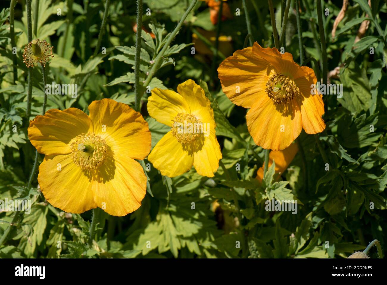 Gelb-orange Blüten von Welsh Mohn (Meconopsis cambrica) und Pflanzen Blätter in einem Landgarten, Berkshire, Mai Stockfoto