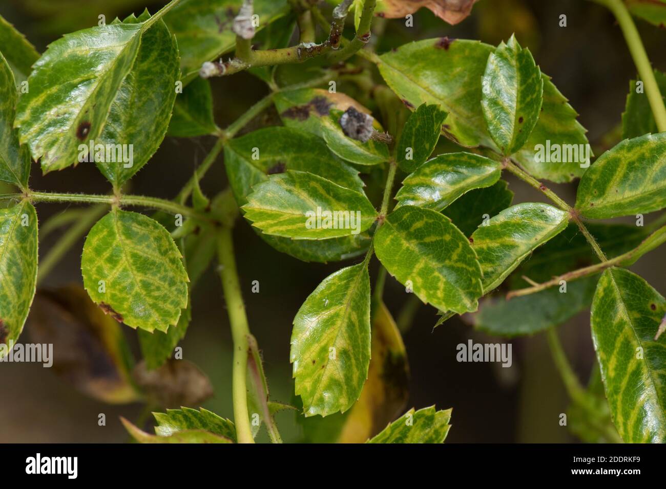 Venenabräumung und Gelbfärbung an Blättern einer Standardrose, wahrscheinlich verursacht durch ein Mosaikvirus, Berkshire, Juni Stockfoto