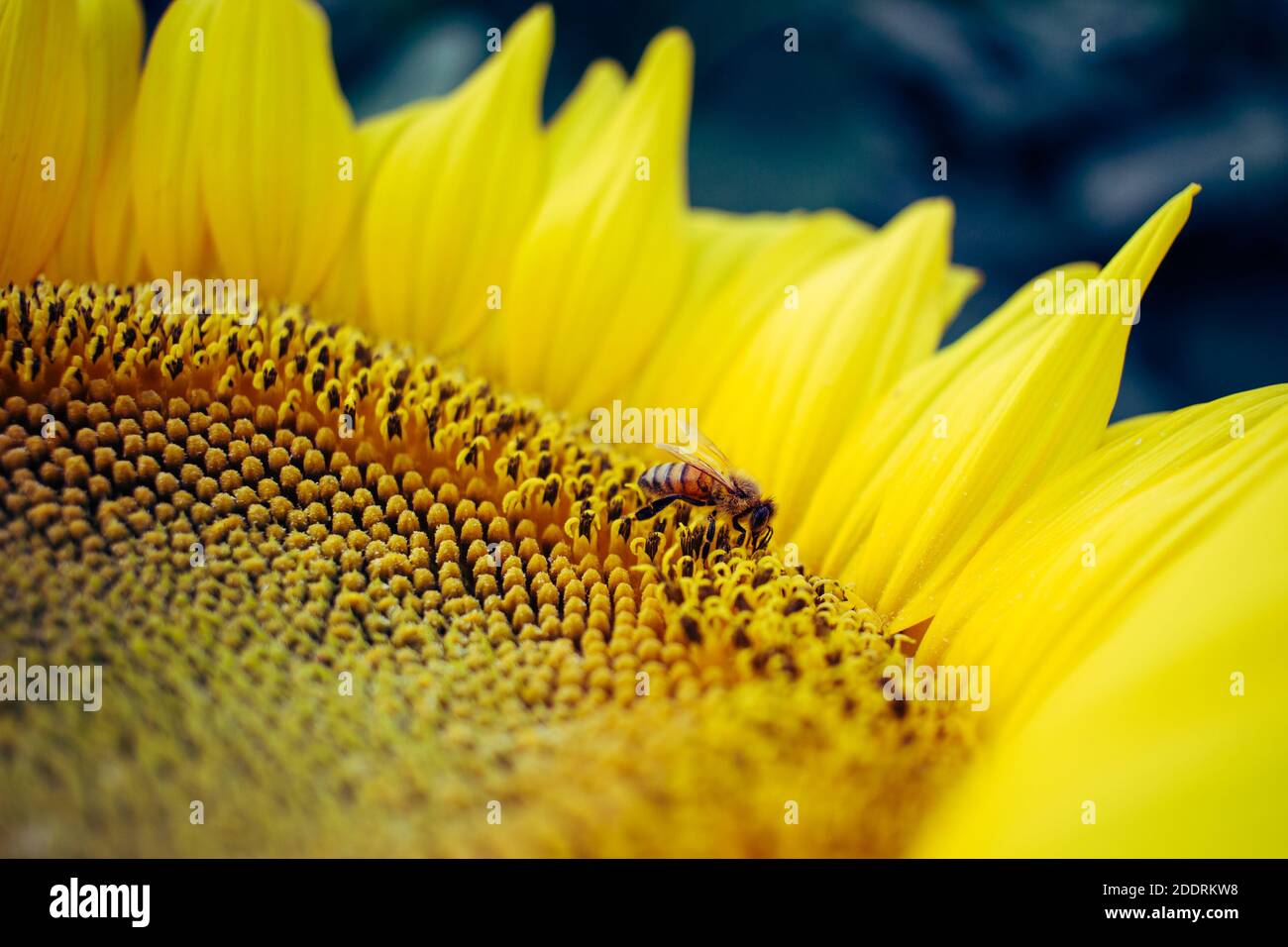 Eine Nahaufnahme einer Biene, die auf einem sitzt Sonnenblume Stockfoto