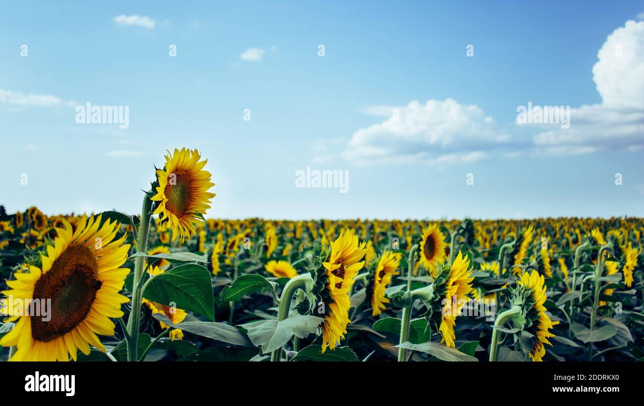 Ein Sonnenblumenfeld an einem sonnigen Tag mit blauem Himmel Stockfoto