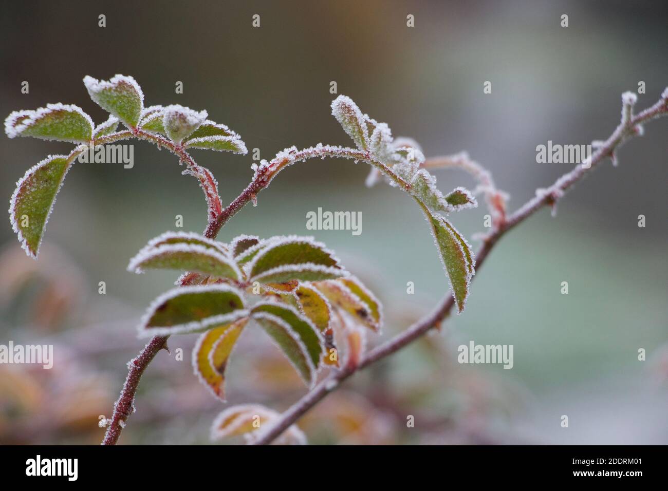 Rosenbusch Blätter in schönen Farben. Eine winterliche Szene auf einem Bauernhof an einem eisigen Morgen. Ruhig und friedlich. Stockfoto