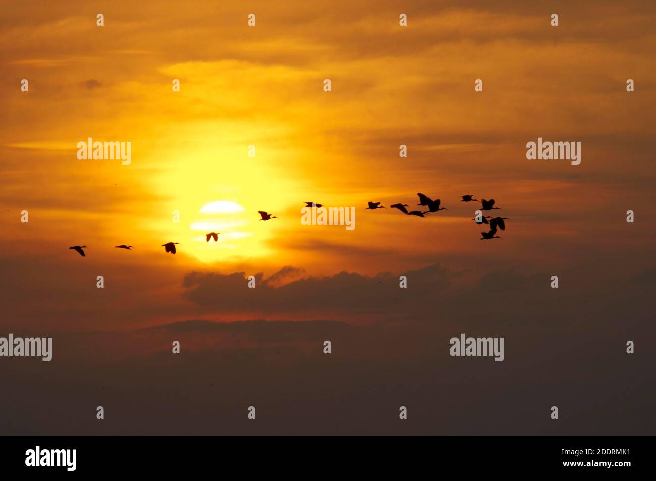 Scarlet Ibis, Eudocimus Ruber, Gruppe in Fligh bei Sonnenuntergang, Los Lianos in Venezuela Stockfoto