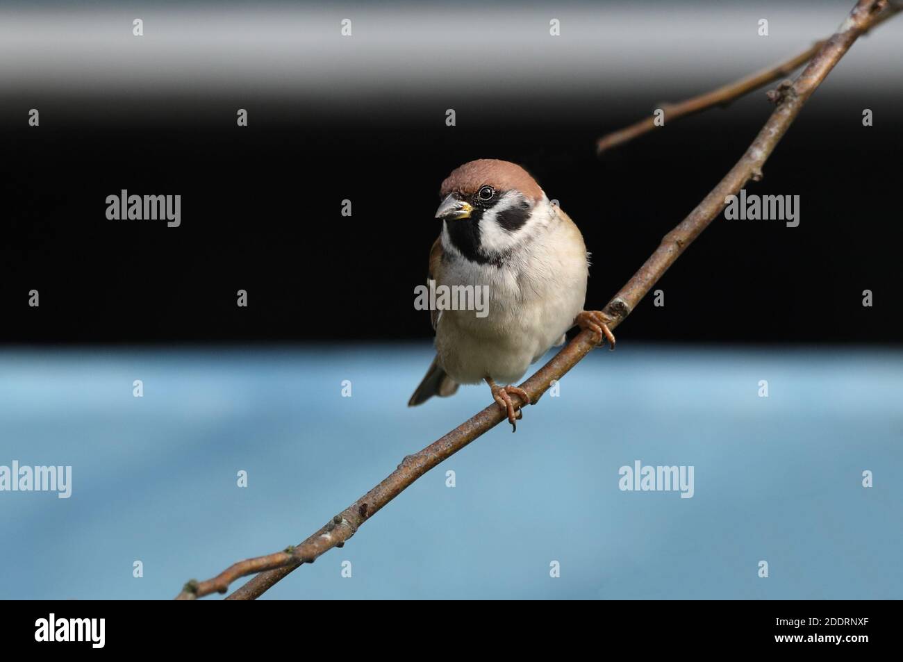 Ein Sperling auf einem Ast mit einem ruhigen Hintergrund fotografiert. Stockfoto