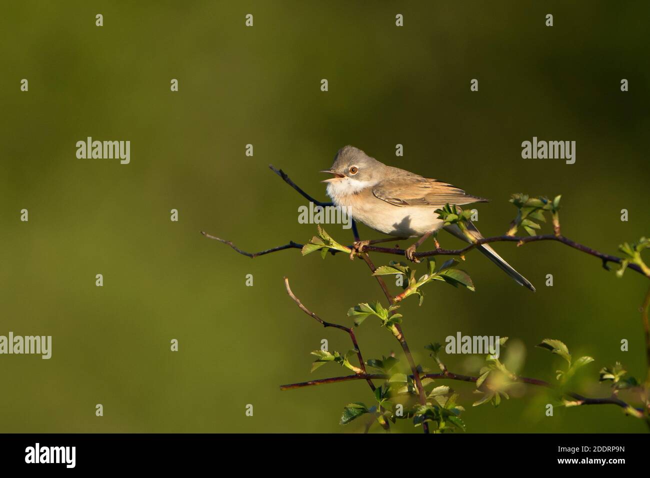 Whitethroat-Sylvia communis im Lied. Feder Stockfoto