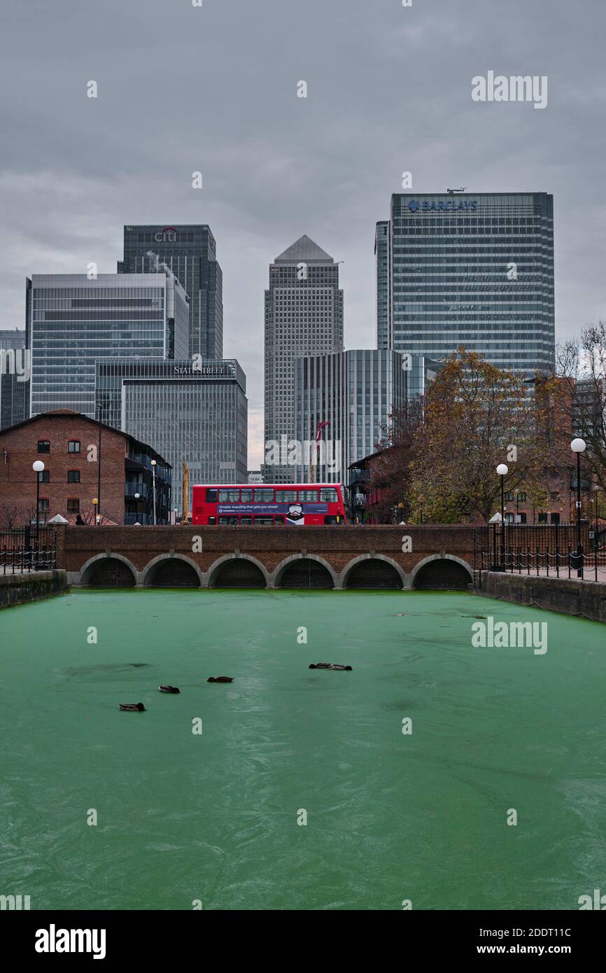 Canary Wharf Backdrop, ein roter London Bus, Enten und grüne Algen im Dock, East London, 26. November 2020 Stockfoto