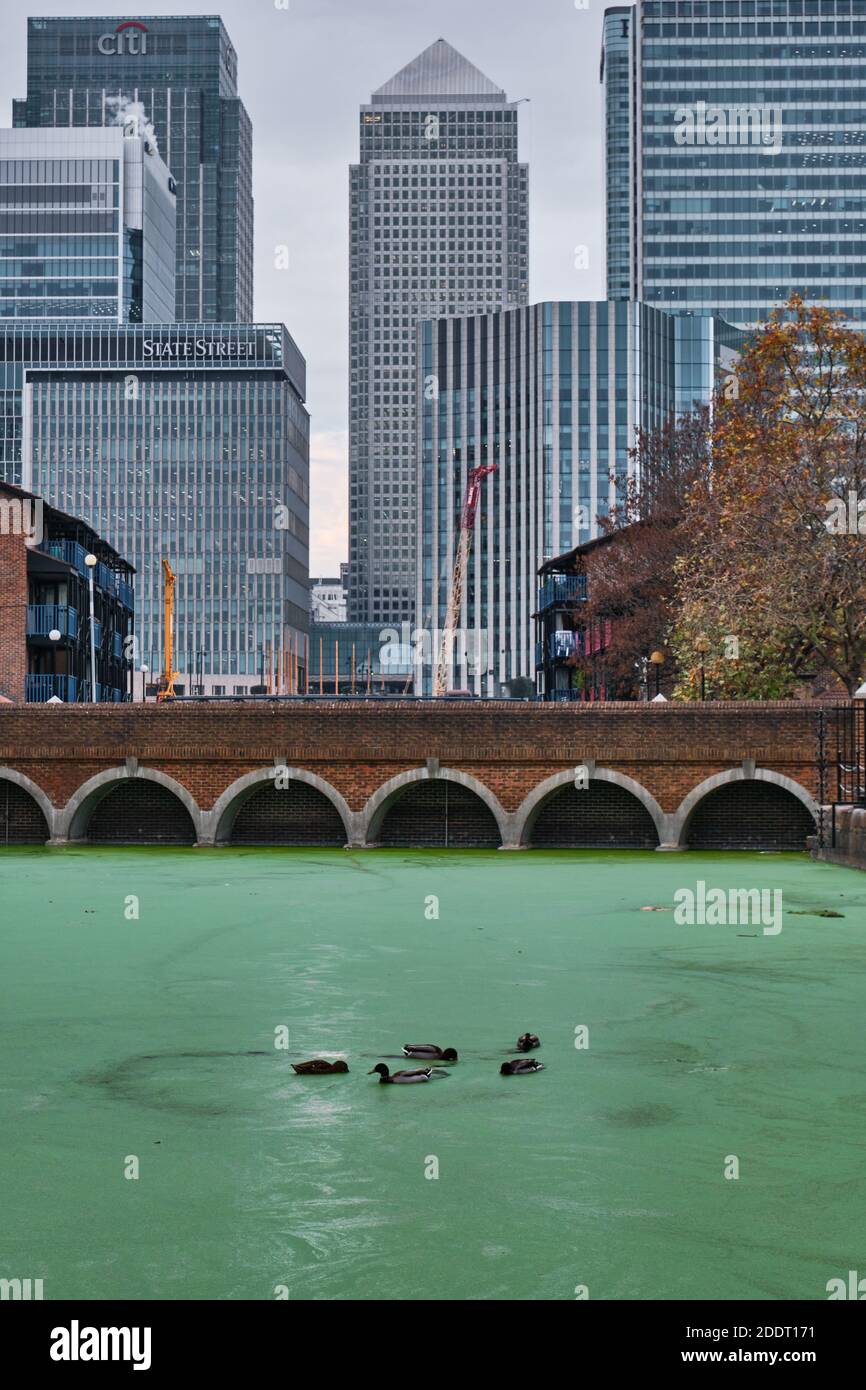 Canary Wharf, Ducks and Green Algae in a Dock, East London, 26. November 2020 Stockfoto