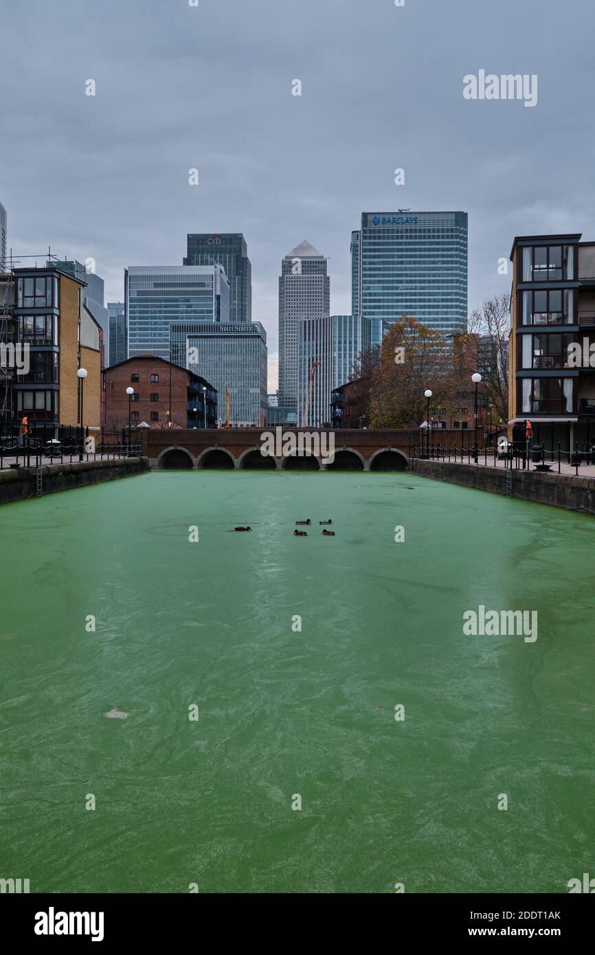 Canary Wharf, Ducks and Green Algae in a Dock, East London, 26. November 2020 Stockfoto