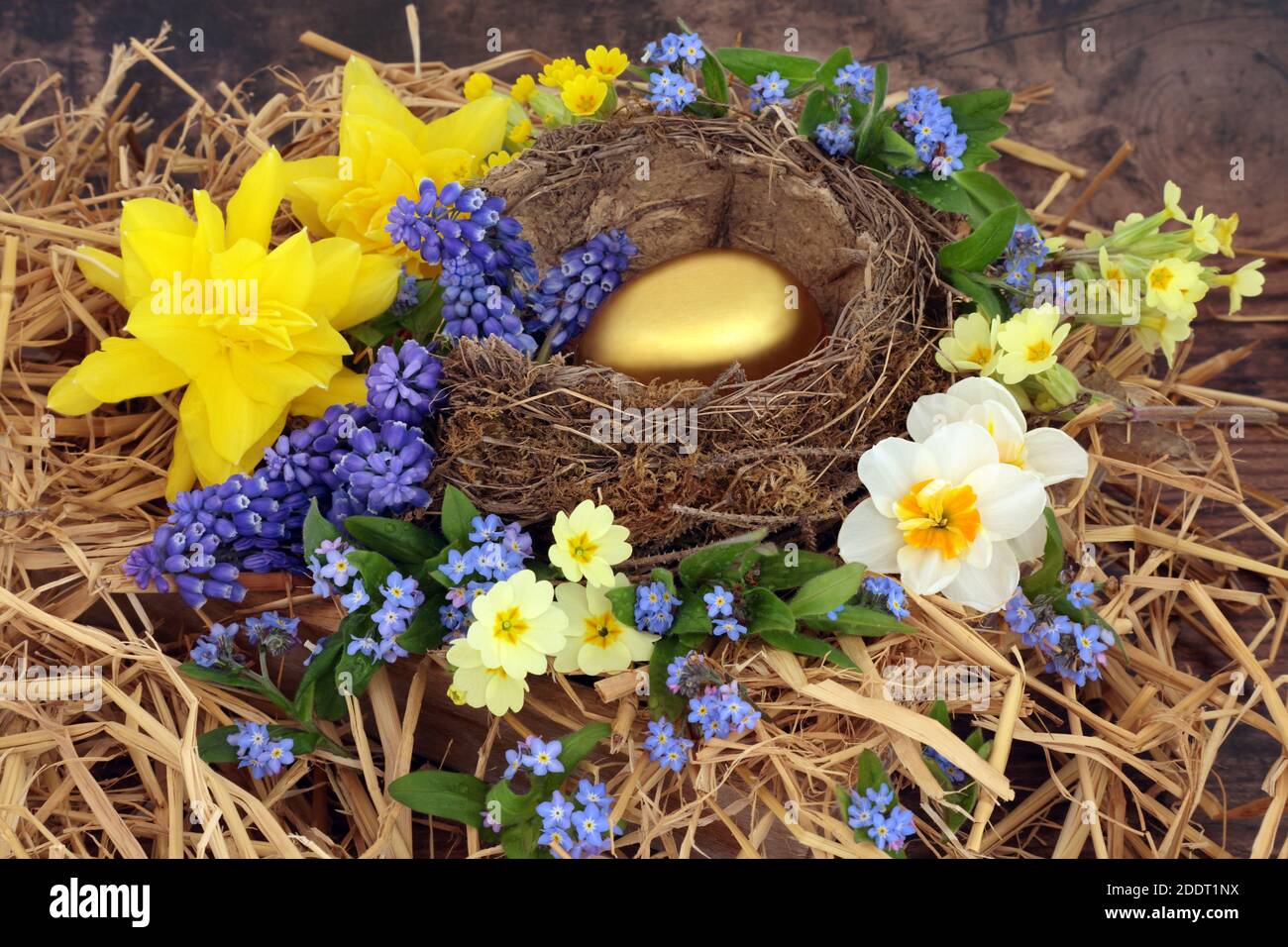 Nestei für ein goldenes Alterskonzept mit Goldei in einem Nest mit Narzissen, Primeln, Vergiss mich nicht & Traubenhyazinthen auf rustikalem Holz. Stockfoto