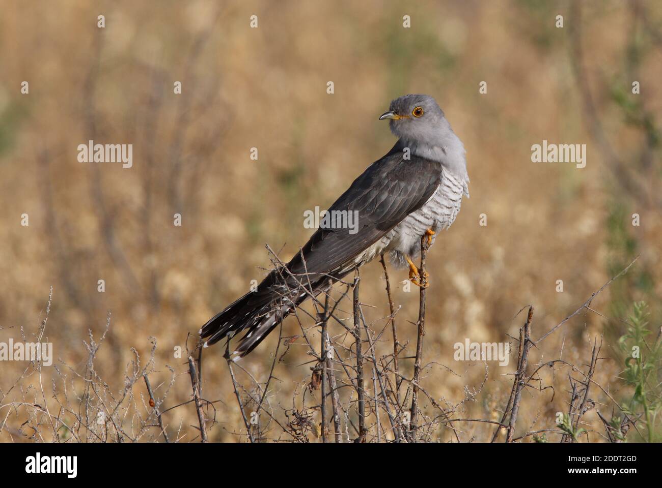 Gewöhnlicher Kuckuck (Cuculus canorus) Erwachsener auf dem toten Busch-See Balkhash, Kasachstan Juni Stockfoto