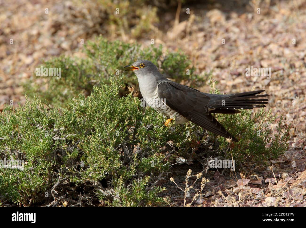 Gewöhnlicher Kuckuck (Cuculus canorus) Erwachsener ruft vom niedrigen Busch-See Balkhash, Kasachstan Juni Stockfoto